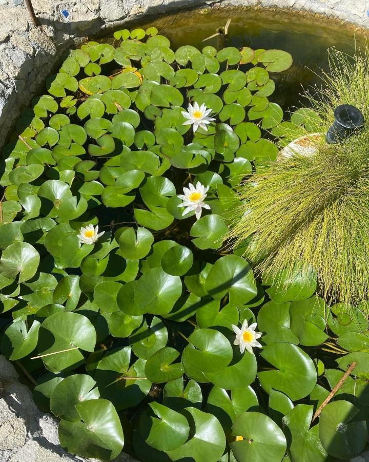 B&B Il Giardino Delle Meraviglie メーリト・ディ・ポルト・サルヴォ エクステリア 写真
