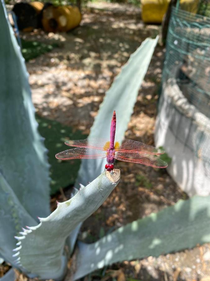 B&B Il Giardino Delle Meraviglie メーリト・ディ・ポルト・サルヴォ エクステリア 写真